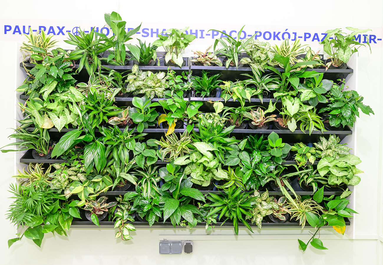 „Wir begrünen unsere Schule“ „Wir begrünen unsere Schule“